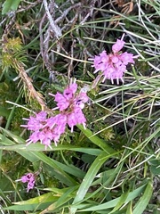 Erica spiculifolia