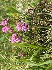 Erica spiculifolia