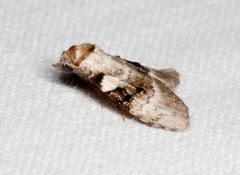 Acatapaustus metallopa