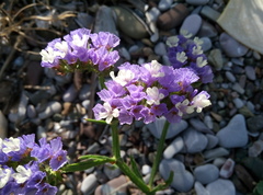 Limonium sinuatum