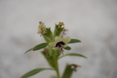 Hyoscyamus