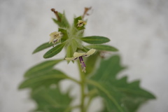 Hyoscyamus