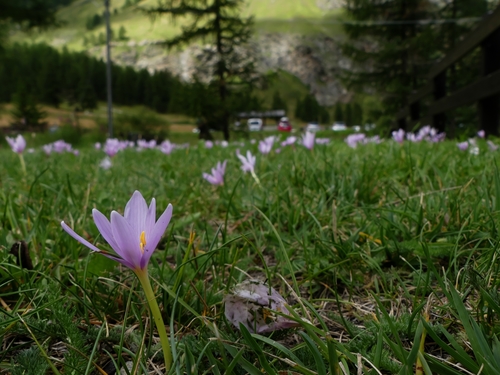 Colchicum alpinum (Colchicum alpinum)