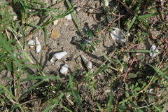 Thiaridae