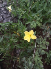 Haplophyton crooksii