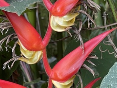 Heliconia nutans