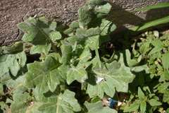 Hyoscyamus