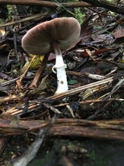Lepiota haemorrhagica