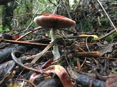 Lepiota haemorrhagica