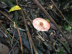 Lepiota haemorrhagica