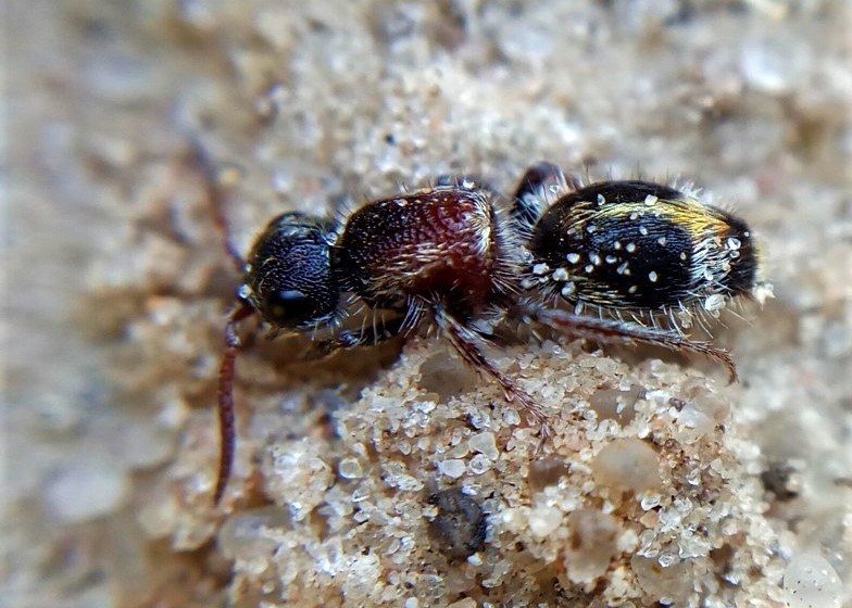 Tallium sp. (Formigas-feiticeiras de Rio Claro, SP) · iNaturalist