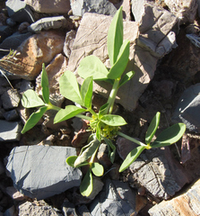 Oxystylis lutea
