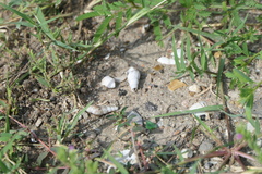 Thiaridae