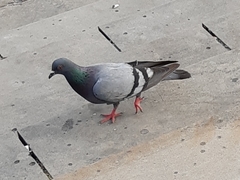 Columba livia domestica
