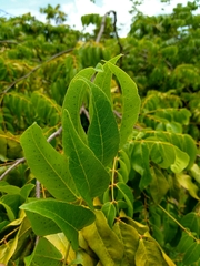 Libidibia monosperma