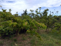 Libidibia monosperma