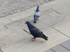Columba livia domestica