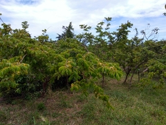 Libidibia monosperma