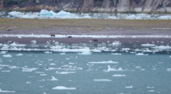 Hippocamelus bisulcus