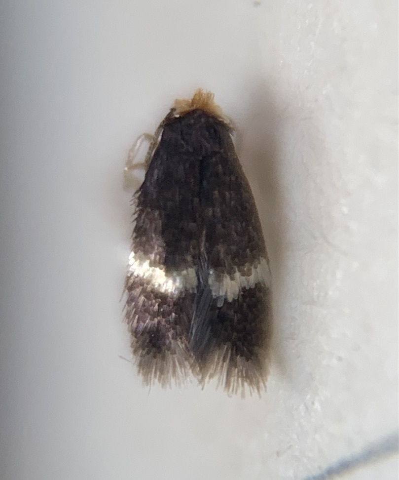 Stigmella rosaefoliella