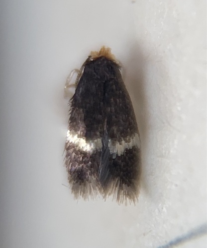 Stigmella rosaefoliella