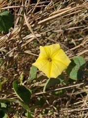 Ipomoea ochracea