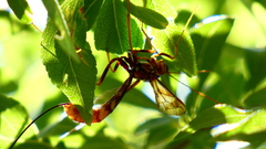 Megarhyssa macrurus icterosticta