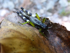 Melanoplus viridipes