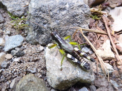 Melanoplus viridipes