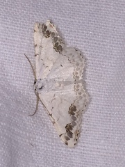 Scopula decorata
