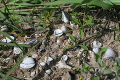 Thiaridae