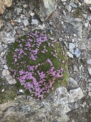 Silene acaulis exscapa