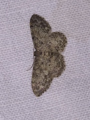 Idaea libycata