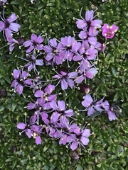 Silene acaulis exscapa