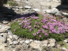 Silene acaulis exscapa