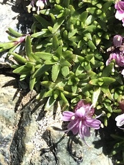 Silene acaulis exscapa