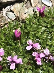 Silene acaulis exscapa
