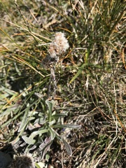 Antennaria carpatica