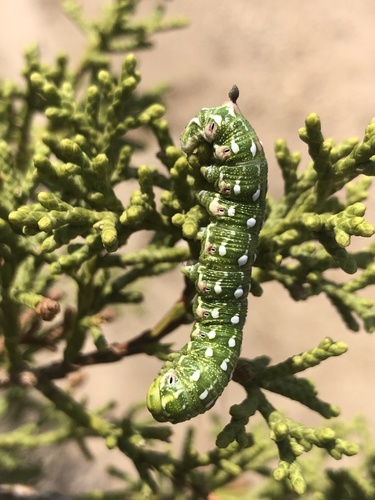 Sequoia Sphinx