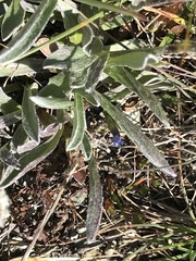 Antennaria carpatica