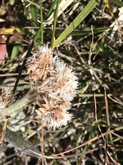 Antennaria carpatica