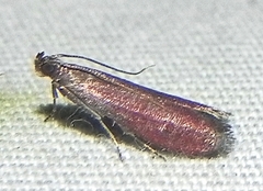 Varneria postremella