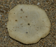 Jacksonaster depressum