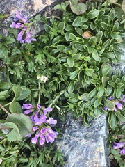 Noccaea corymbosa