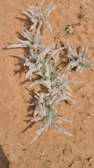 Scleropogoninae