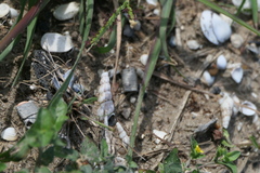 Thiaridae