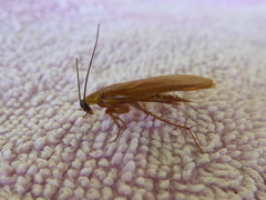 Parcoblatta virginica