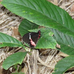 Parides erithalion
