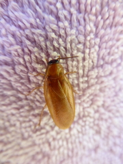 Parcoblatta virginica