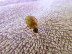 Parcoblatta virginica